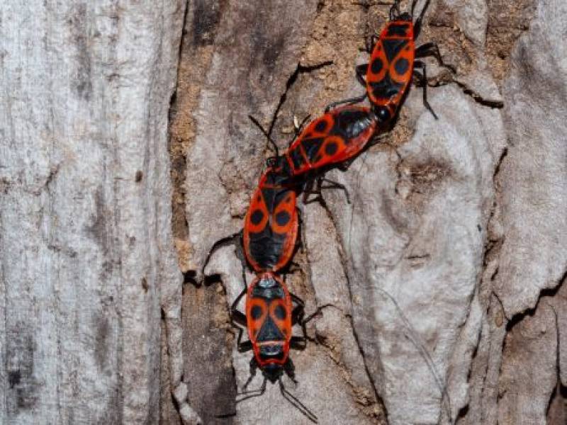 Why are there so many firebugs around?