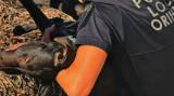 WATCH: Orihuela Costa Police rescue puppy after fall from beachside cliff