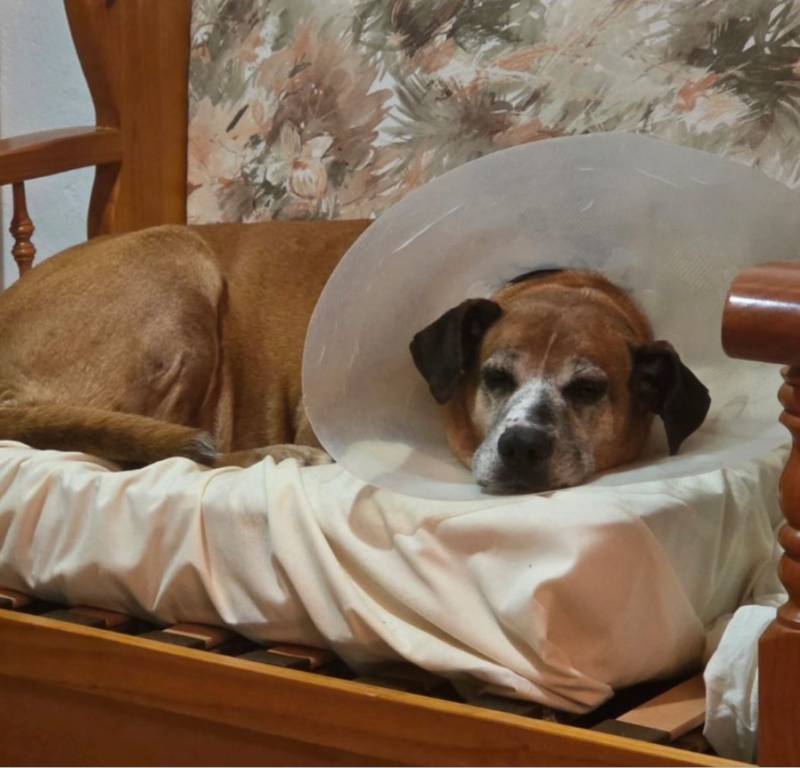 Generous golf club fundraiser pays for surgery for 12-year-old rescue dog at PAPS shelter, Murcia