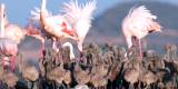 Thousands of fluffy flamingo chicks have just hatched at Torrevieja's salt lakes