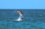 Watch the video: Fury in Torrevieja as jet ski filmed harassing dolphins