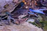 Microplastics found in Mar Menor blue crabs raise food safety concerns