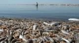 Spain's Black Flag beaches for 2026: The full list from Murcia to the Canary Islands