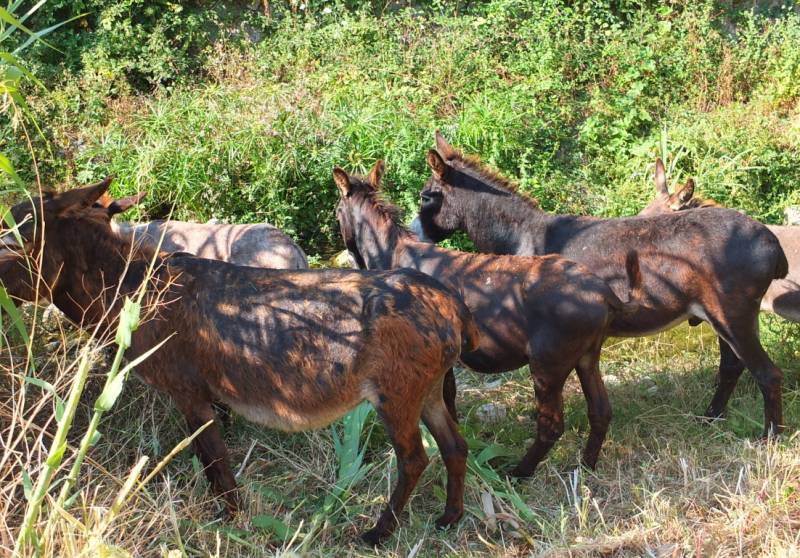 Mallorca is doubling its herd of stream-cleaning donkeys this summer and the results speak for themselves