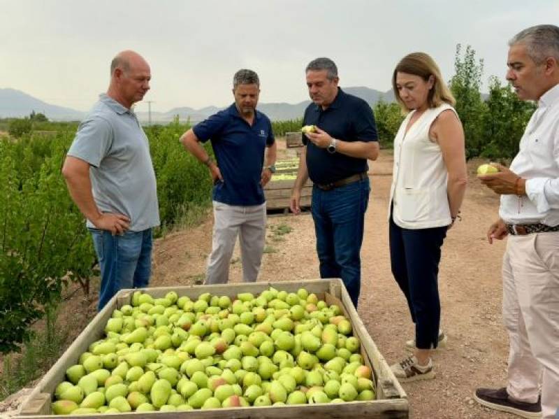 Bumper year anticipated in 2026 for the pear crop in Jumilla