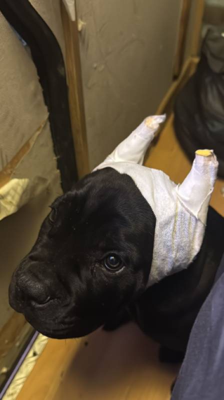 Alicante dog breeding network busted for illegal ear and tail amputations backed by forged Russian certificates