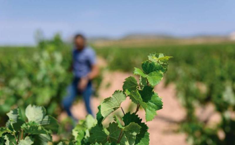 Jumilla opens the doors to its famous wine route this autumn