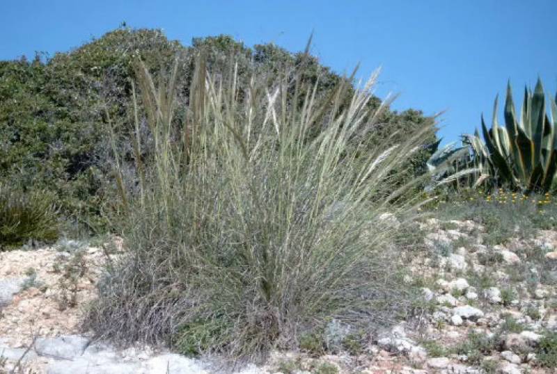 October 11 Free guided hike along the Cuatro Calas coastline in Aguilas 
