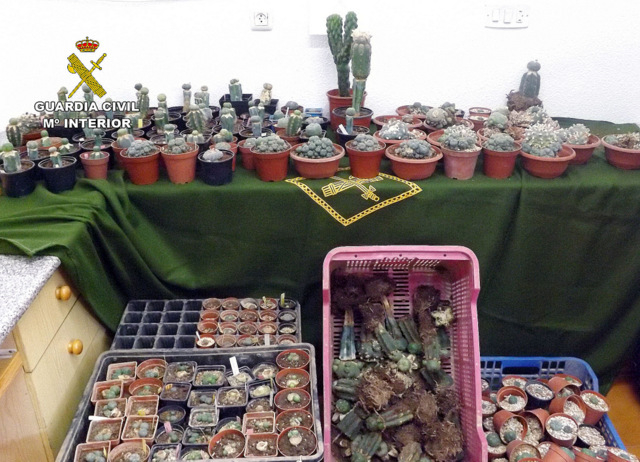 <span style='color:#780948'>ARCHIVED</span> - British hallucinogenic cactus growers arrested in Cartagena 