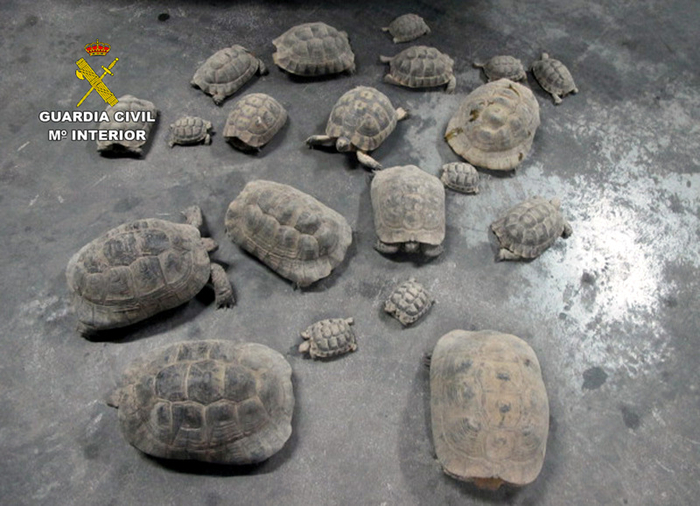 <span style='color:#780948'>ARCHIVED</span> - Spur-thighed tortoises confiscated at Lorca country property