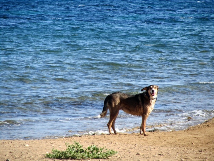 Mazarrón beaches: Playa de las Moreras, dog friendly beach