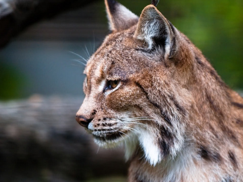 <span style='color:#780948'>ARCHIVED</span> - Moves afoot to re-introduce the Iberian Lynx into the wilds of Murcia