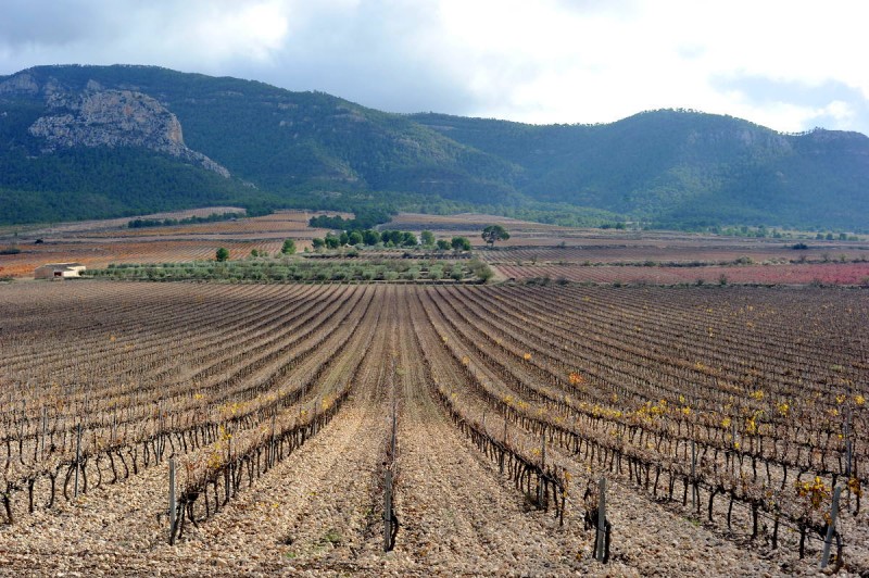 Jumilla wine route: Esencia Wines