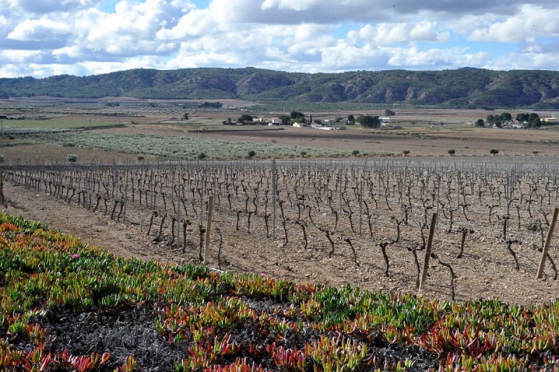 Jumilla wine route, Bodegas Hacienda del Carche