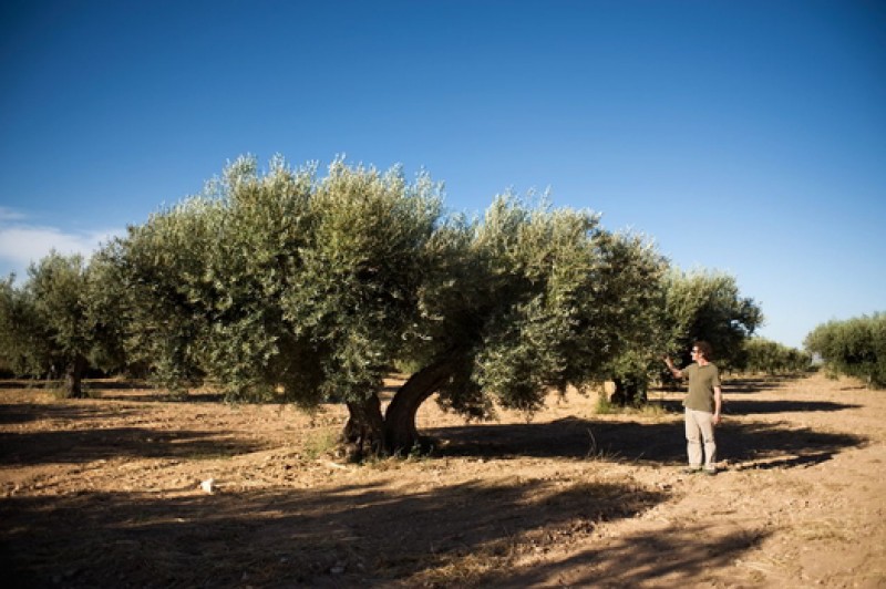 Jumilla wine route, Casa Pareja Organic Extra Virgen Olive Oil producer
