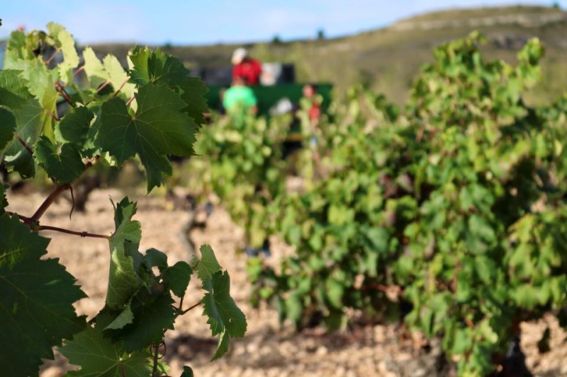 Yecla Wine Route: Bodegas Barahonda