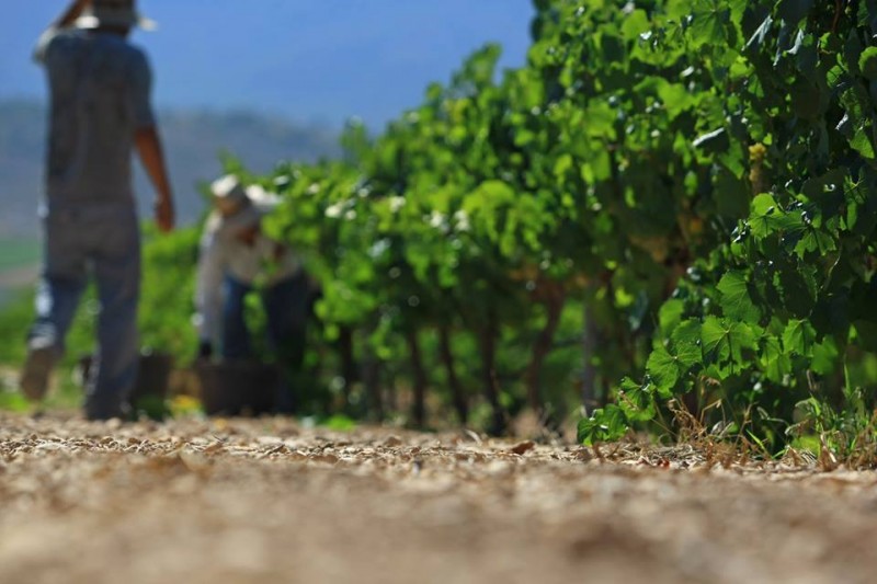 Bodegas Castaño affiliated to the Yecla Wine Route 