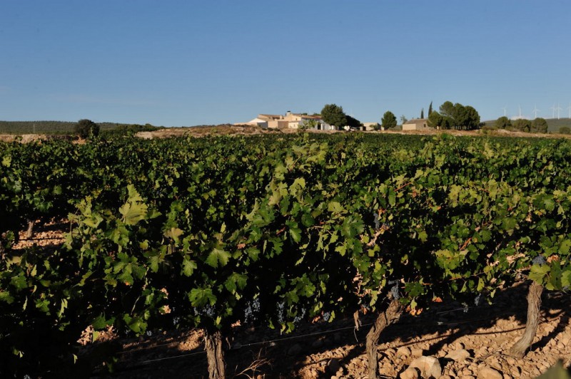 Bodegas Castaño affiliated to the Yecla Wine Route 