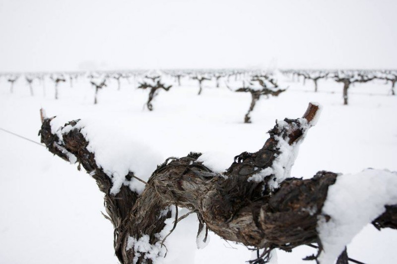 Bodegas Castaño affiliated to the Yecla Wine Route 