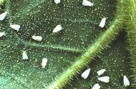 Whitefly, how to recognise them and treat them