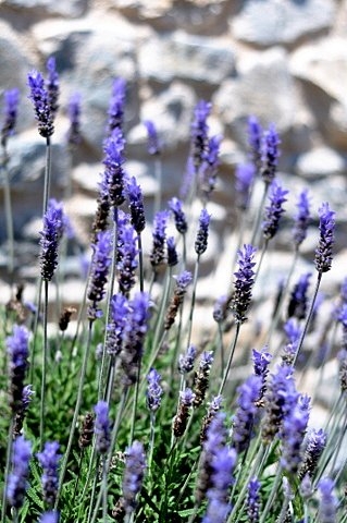 Propagating lavender and enjoying one of the best dry landscaping plants in Spain
