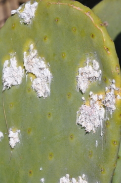 The Cochinilla del Carmin devastates prickly pears